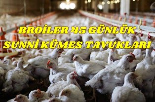 kkt broiler ciftlik tavuklari