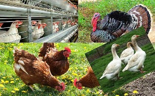 meltem kt dogal tavuk yolum makinalari