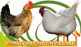 ortak tavuk yolum makineleri